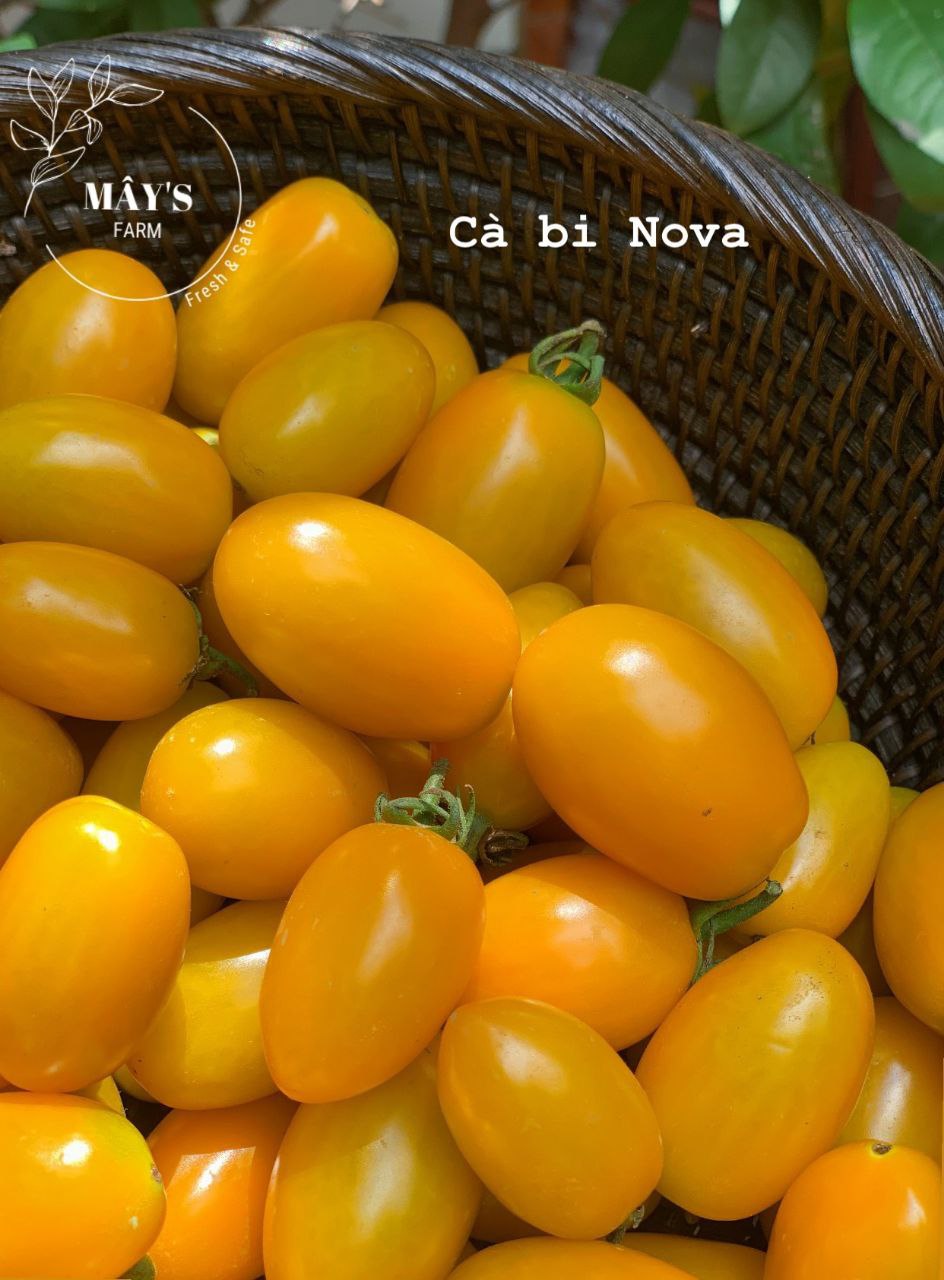 Cà bi Nova vàng