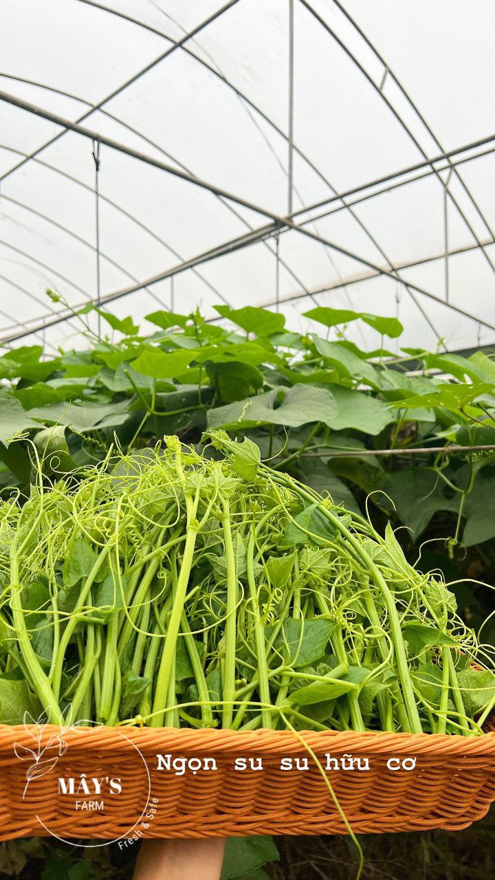 Nông trại hữu cơ Mây's Farm