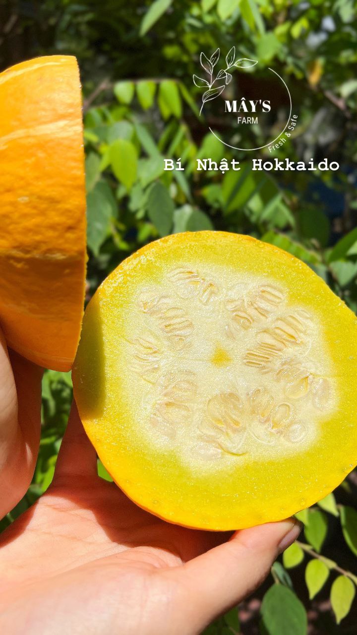 Bí Nhật Hokkaido cắt