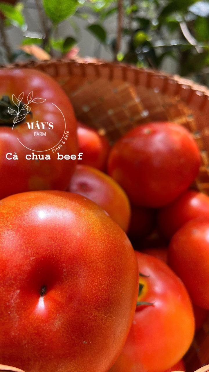 Cà chua beef tươi