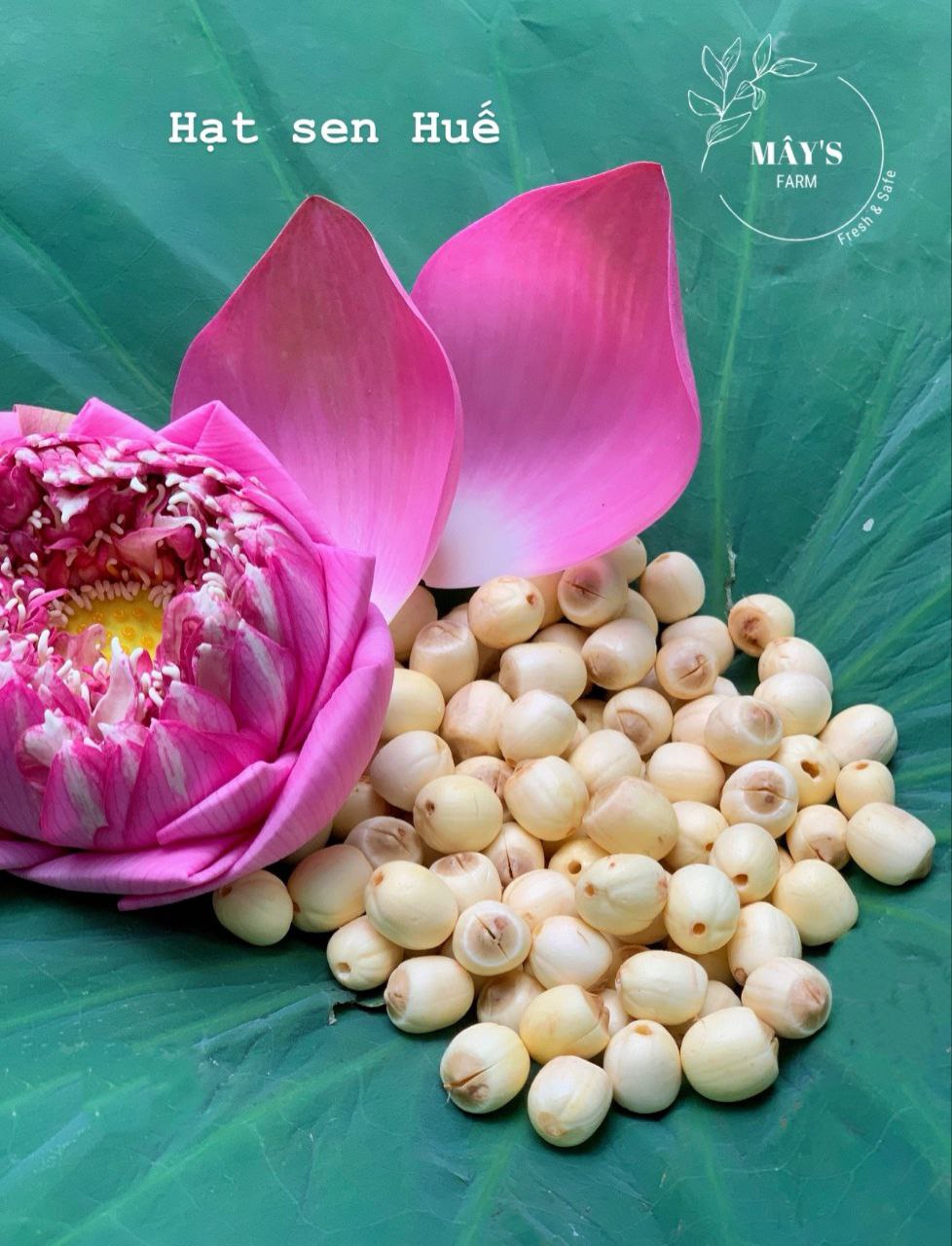 Hạt sen Huế