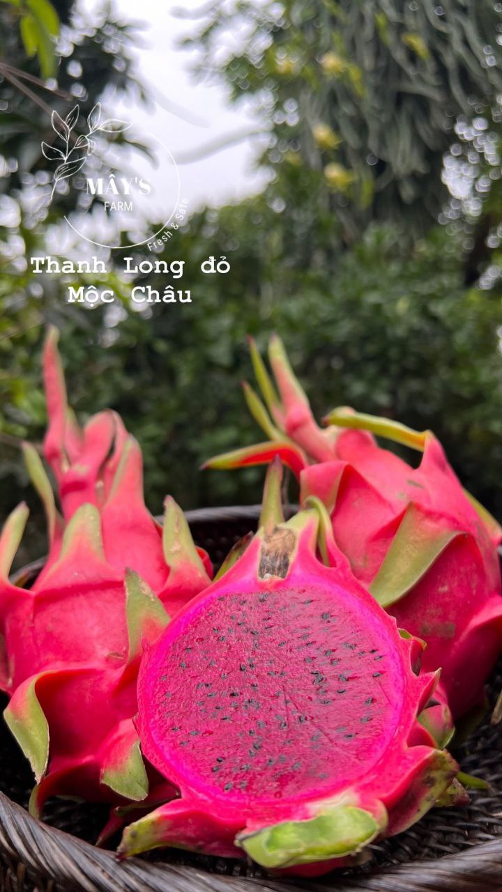 Thanh long đỏ Mộc Châu