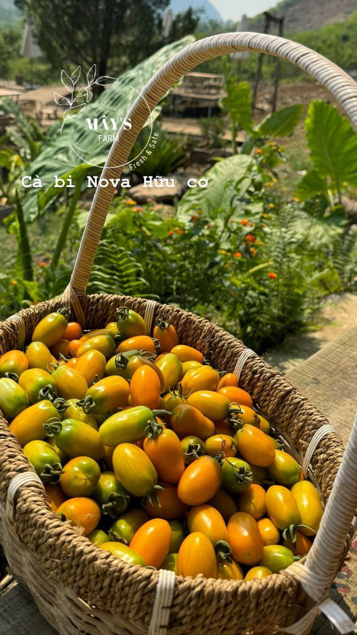 Cà bí Nova hữu cơ